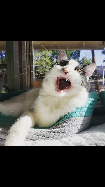 Cat fishing from a tree 😸