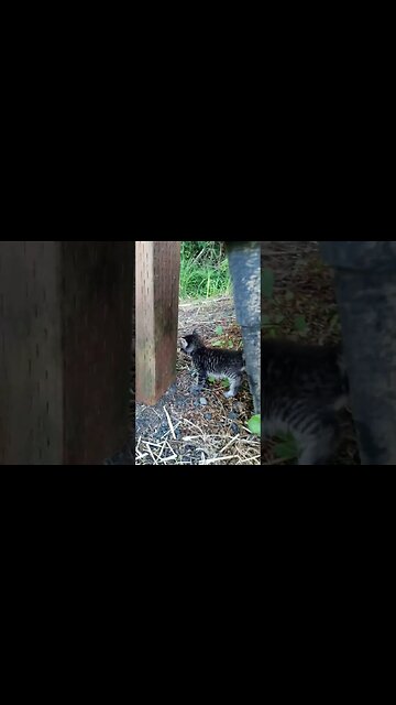 Kitten Explorer Goes for a Jaunt