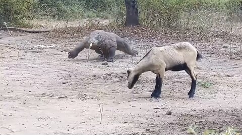 Animals life komoda dragon eating goat