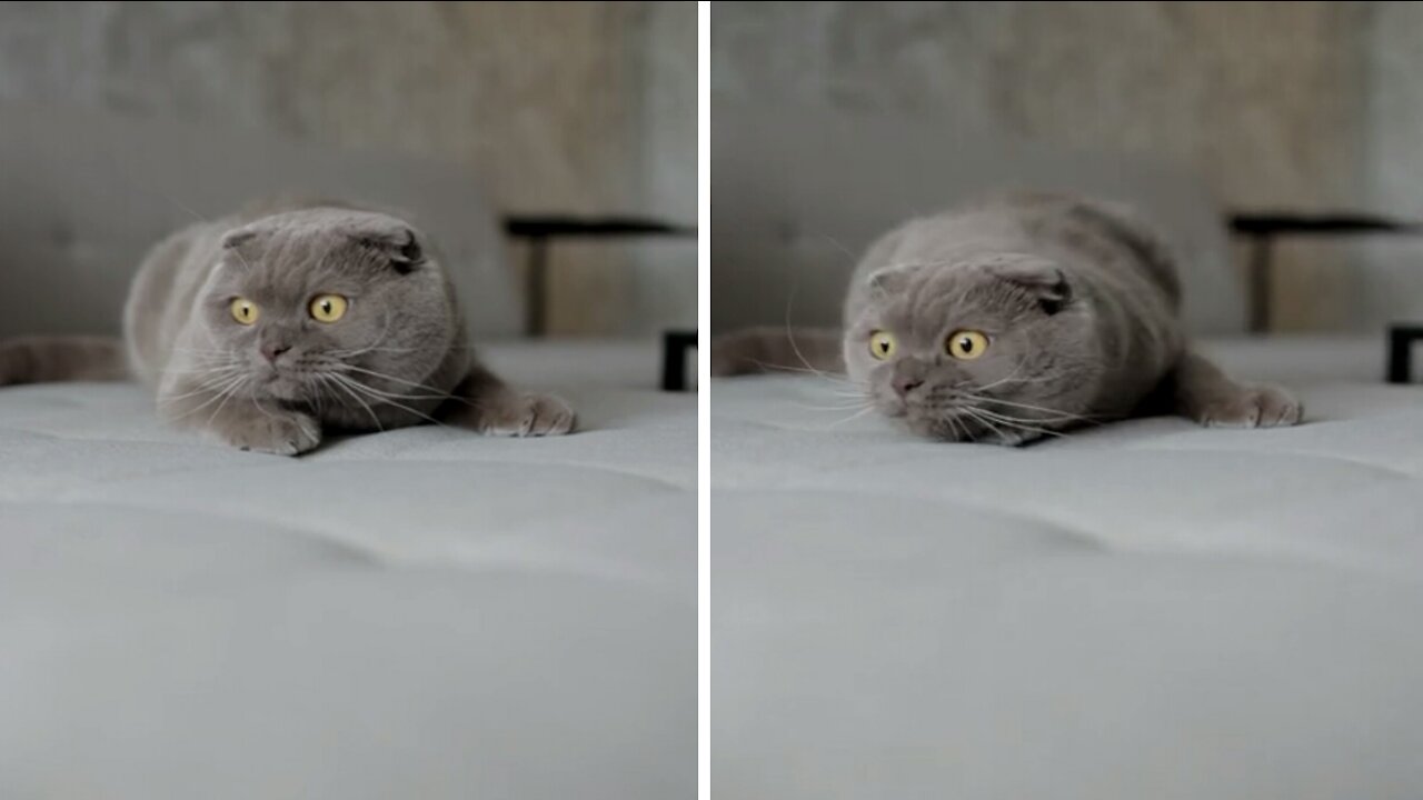 Cute grey cat looks nervous, as if she is hiding a secret !