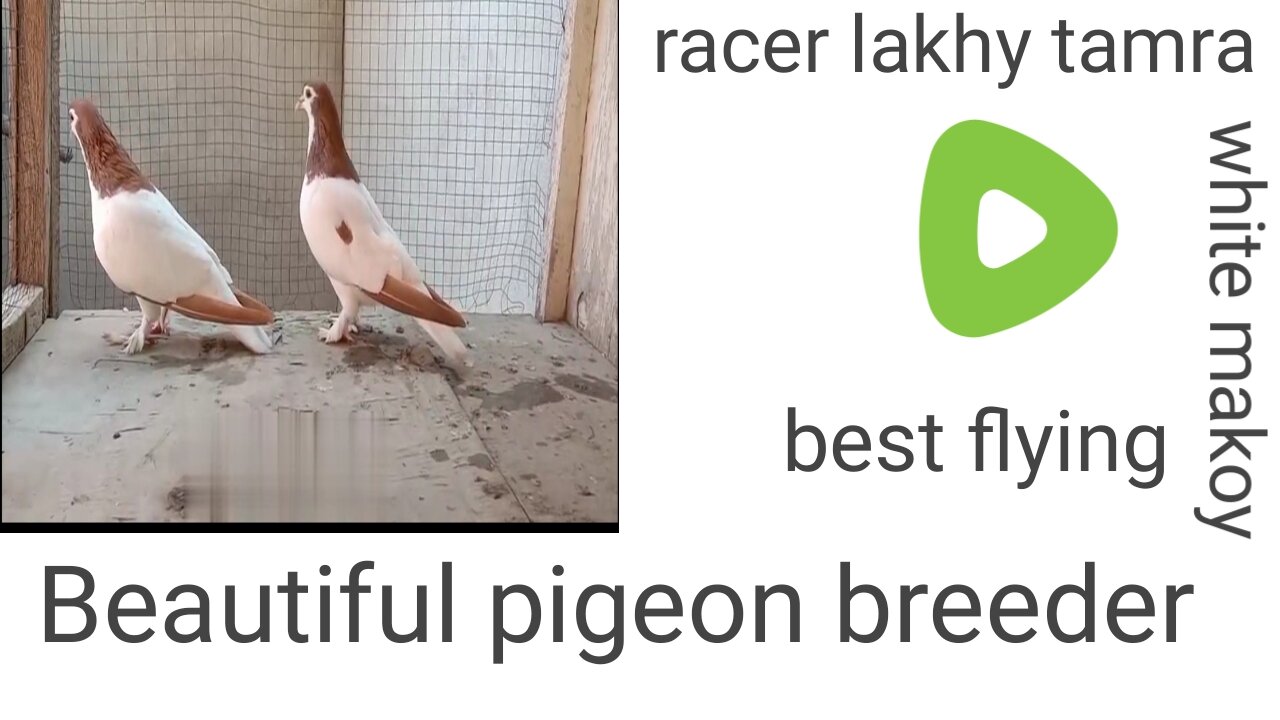 Racer flying beautiful breeder pair