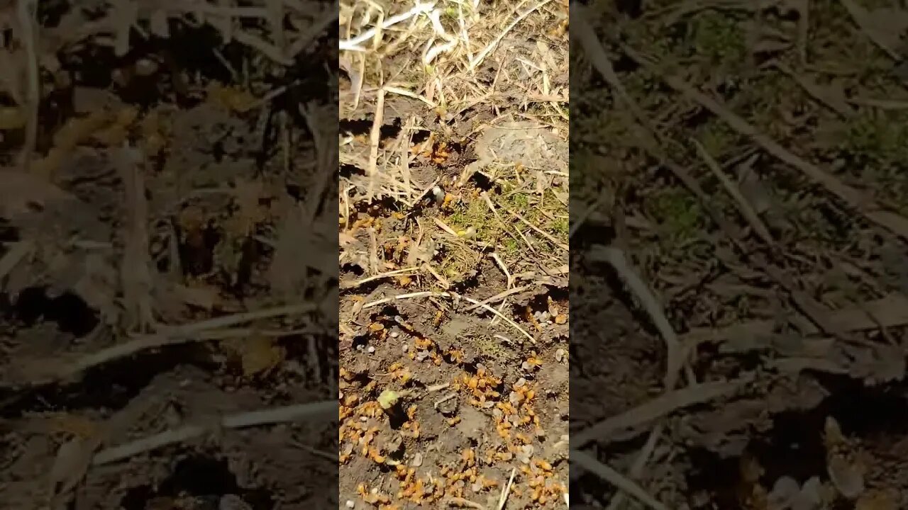 🐜 What kind of ant's are these? 🤔 #shorts