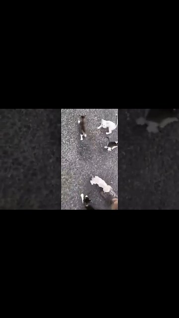 Build it and the Kittens will Come! #kitten #kittens #kittenrescue