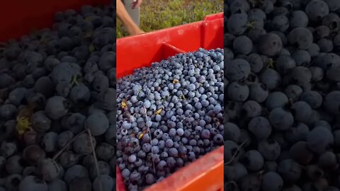 so this is how they pick blueberries