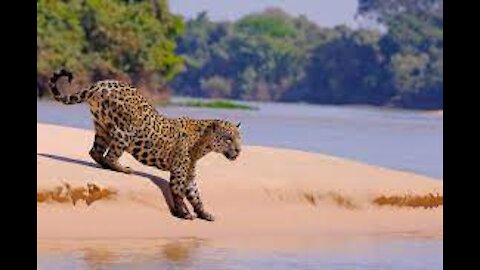 jaguar attack in the pantanal brazil