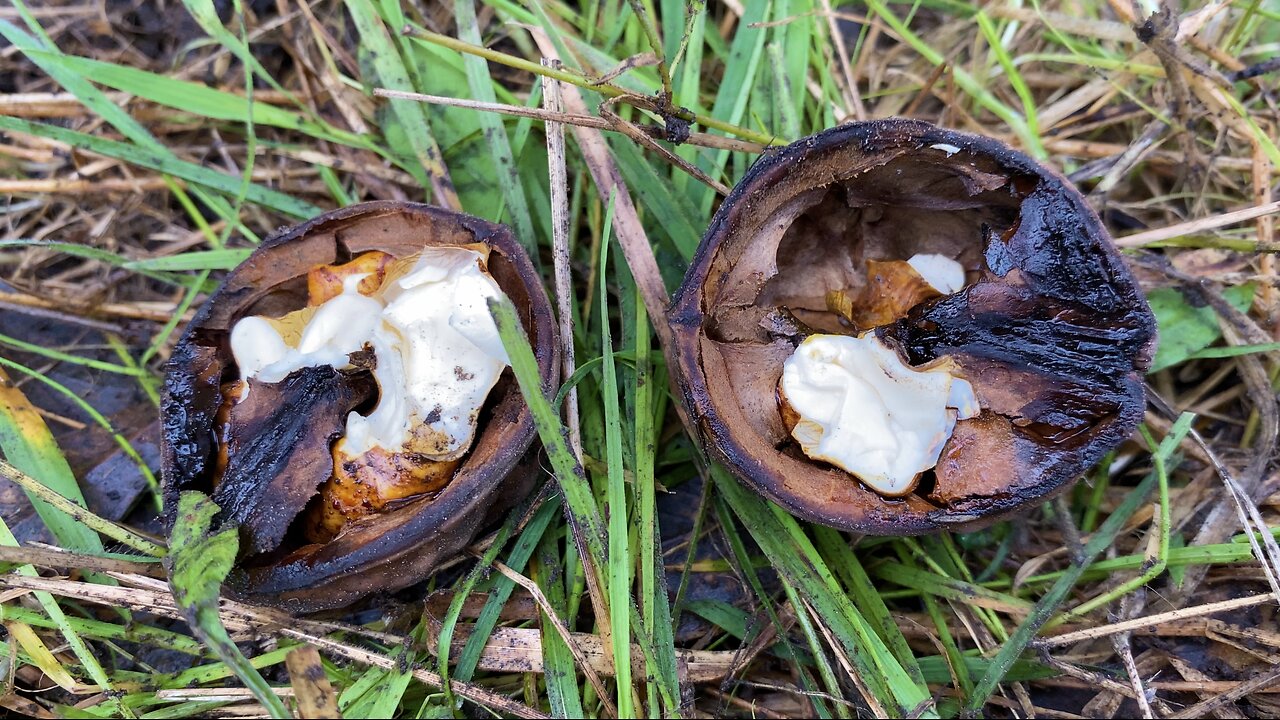 Digging Up An 80-Year-Old Walnut And Eating It