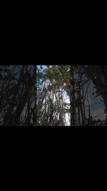 Homeless Squirrel begs for Food with Adorable Noises