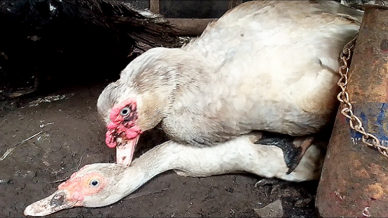 Silver Muscovy Ducks Mating