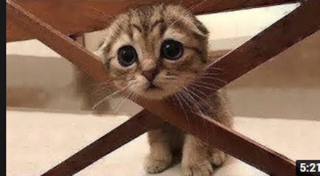 Try Not To Laugh To These Pets Compilation l Cute And Funny Pets