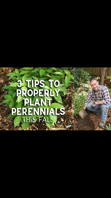 3 Tips to Properly Plant Perennials This Fall - #Shorts