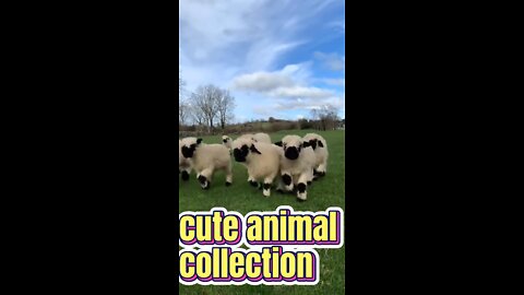 Such a cute sheep! like them