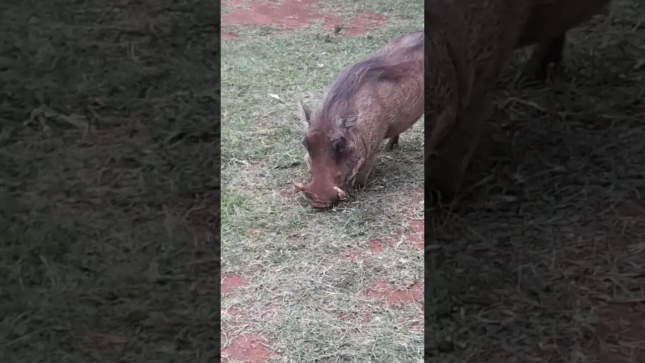 savannah warthogs #relaxing #lions #nature #travel #wildlife #viral #animals #love #cat#short