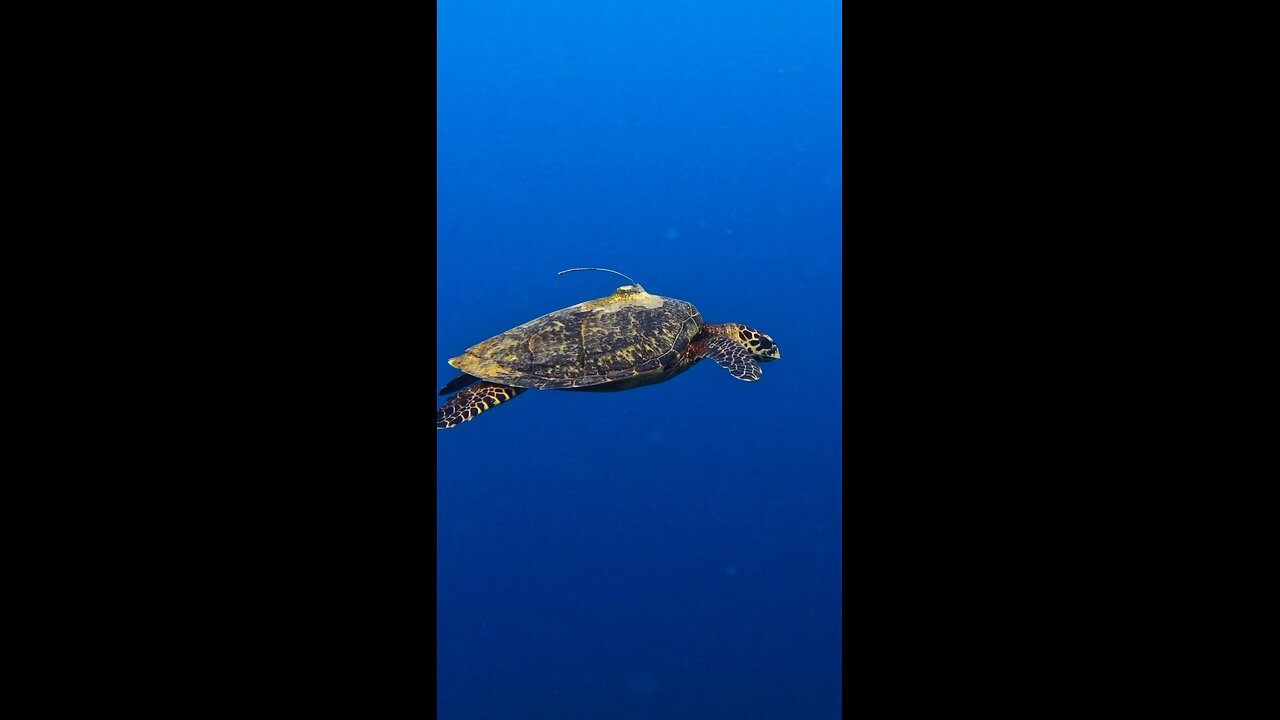 Hawksbill Turtle Guam