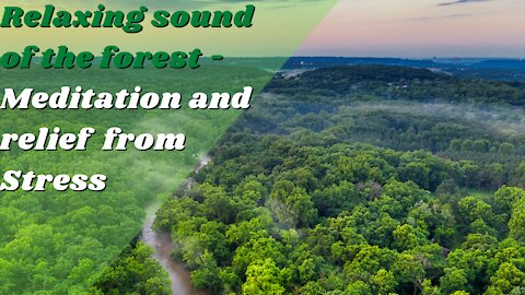 Relaxing Sound of the Forest - Meditation and Stress Relief