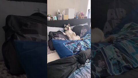 Cute & Funny Husky Laying In Bed Like A Human