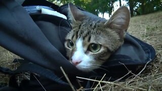 Cute Kitten Studies the World from His Backpack