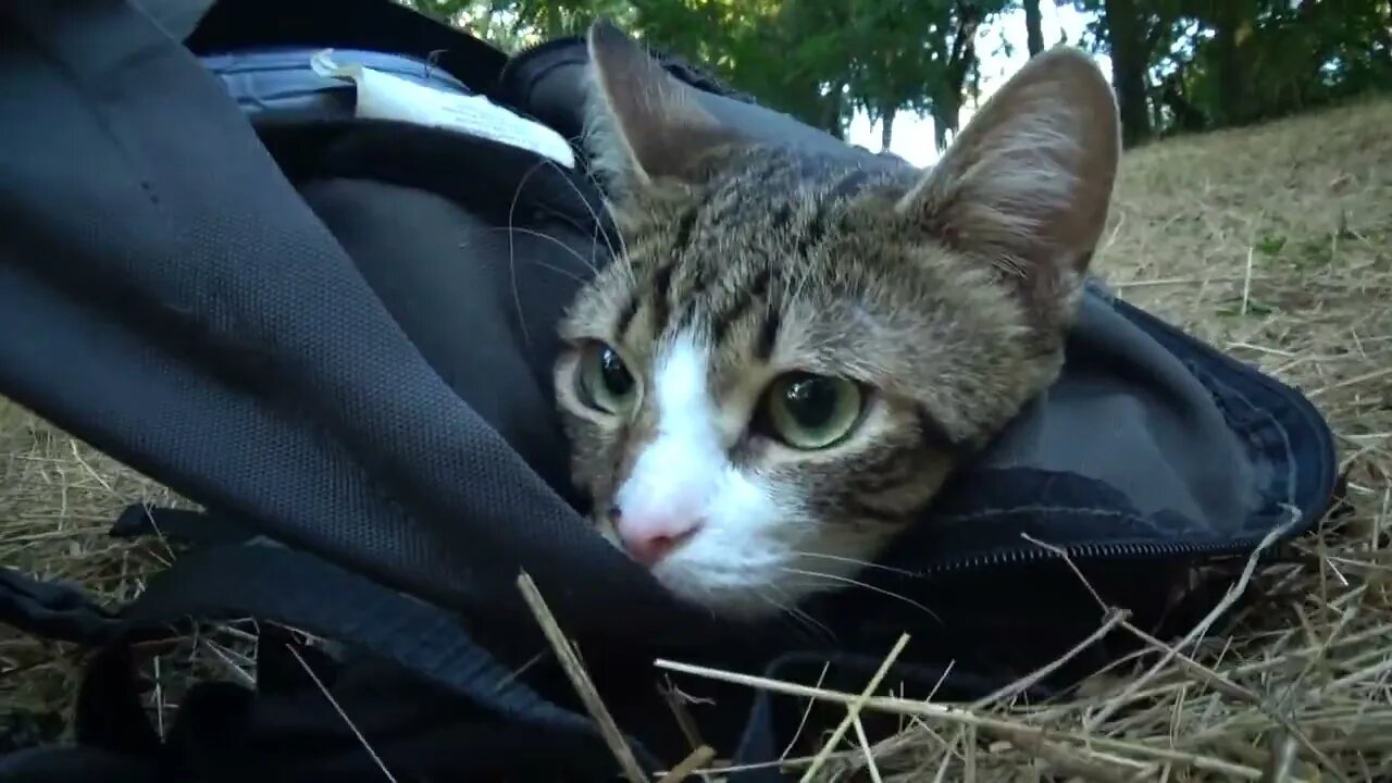 Cute Kitten Studies the World from His Backpack