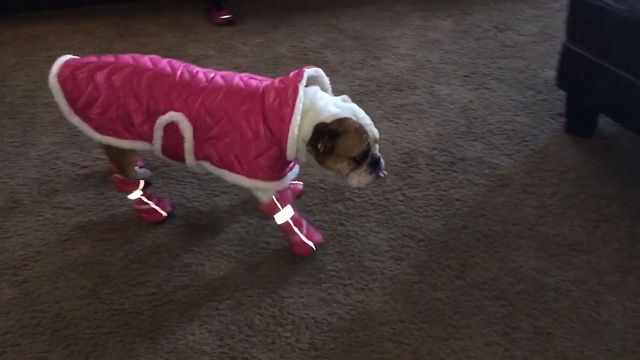 Bulldog Learns To Walk With Shoes