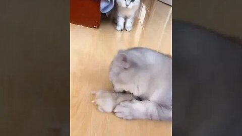 Funny cat #catvideos #shorts