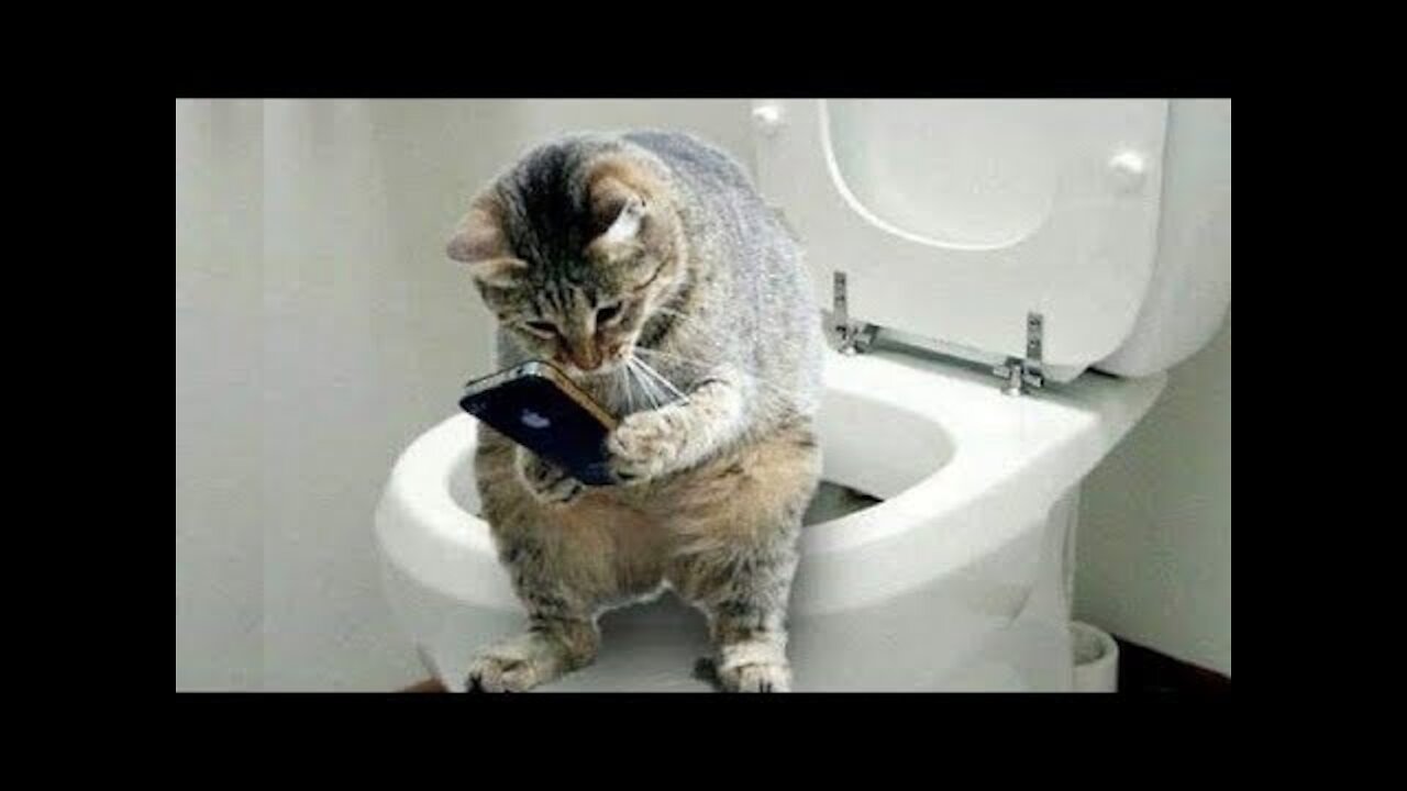 😂😻 Funny And Cute Cat's Life (Part 11) Videos 😻😂