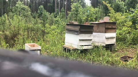 Timelapse honeybee inspection￼