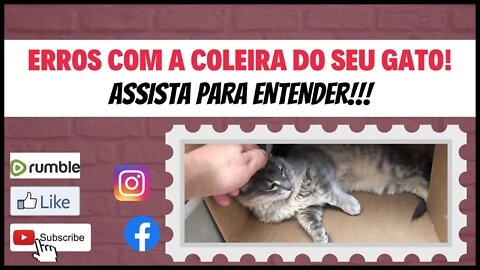 Coleira para seu gatinha, entenda quais usar e o que não usar!