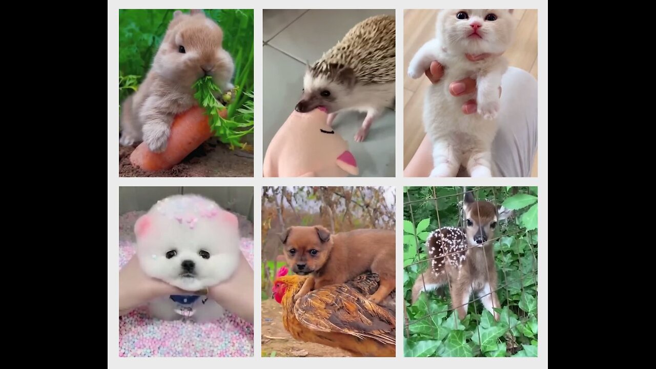 Cutest Animal Babies Ever! 😍