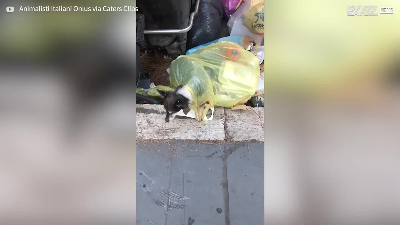 Cão é encontrado dentro de saco de lixo em Roma