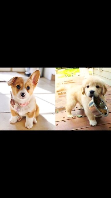 Cute and funny dogs videos compilation | #viral #cute #trend
