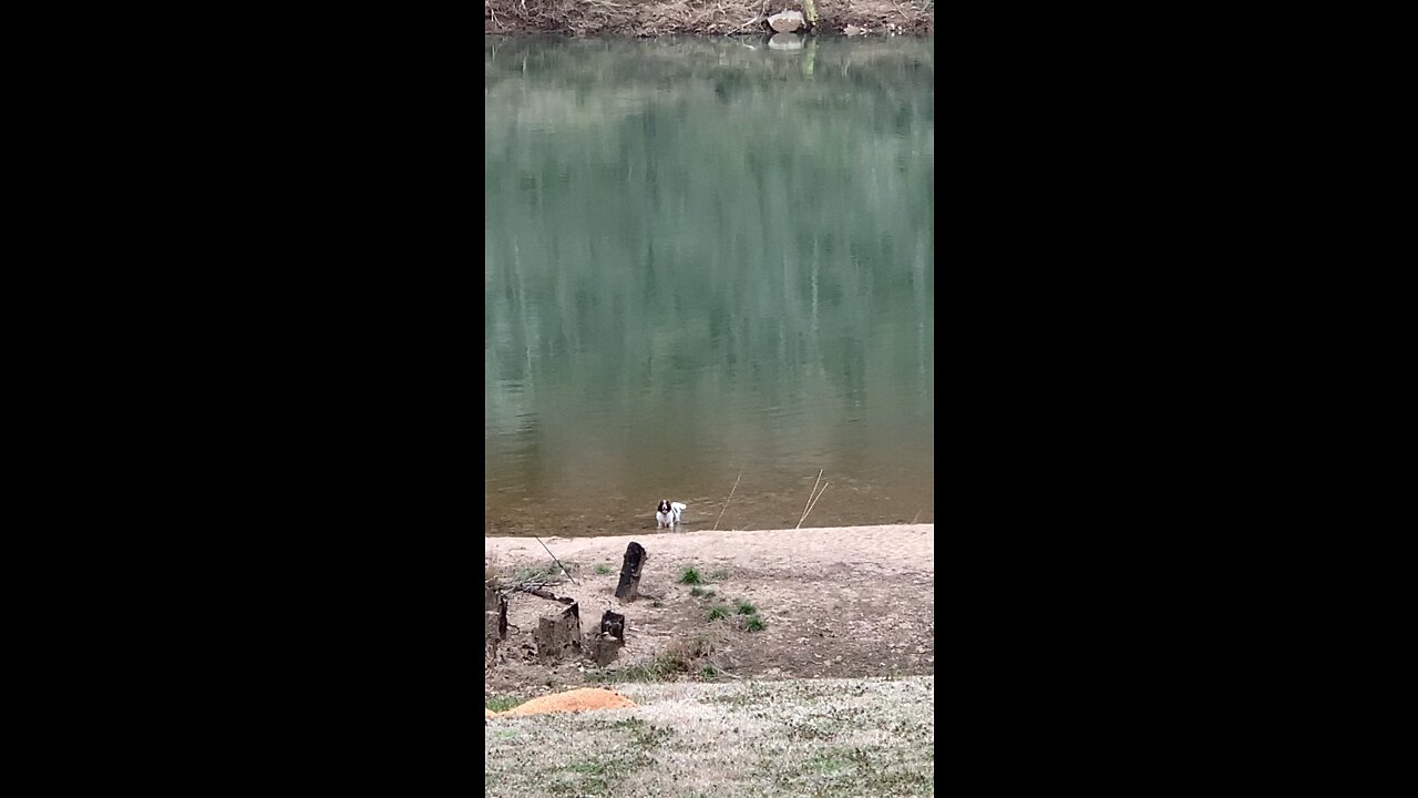 Dixie in the river