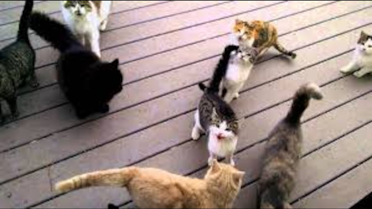 Funny cat group