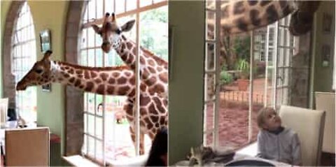 Giraffes eat breakfast with hotel guests