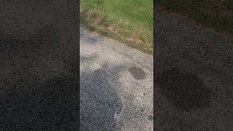 that's a bee #shorts