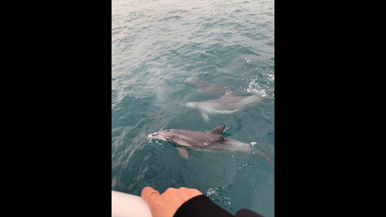 DoIphins swimming