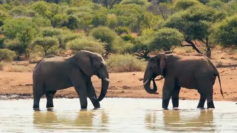 Animals of Africa 4K Scenic Relaxation Film With Calming Music === 5