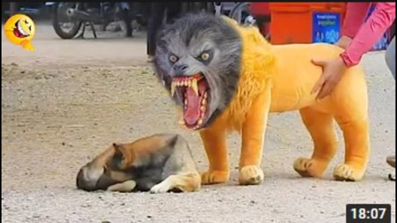 Troll Prank Dog Funny & fake Lion and Fake Tiger Prank To dog & Huge Box Prank to dog