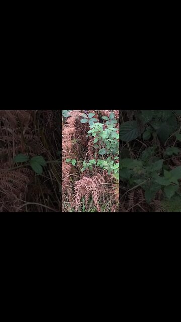 I said a few days ago things will turn bad when people cannot get to the hospital or vets.