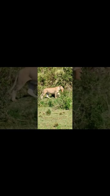 Moving Precious Cargo #shorts