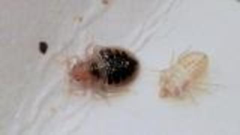 Bed Bug Signs