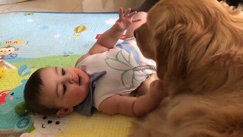 Gentle Golden Retriever preciously entertains little baby