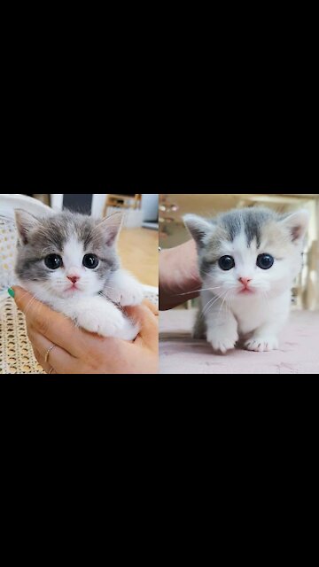 🐶🐱 Funny Cat Reaction Videos - Try Not To Laugh 🤣| Super Dog