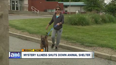 Cuyahoga County Animal Shelter temporarily closed after several animals die from illness