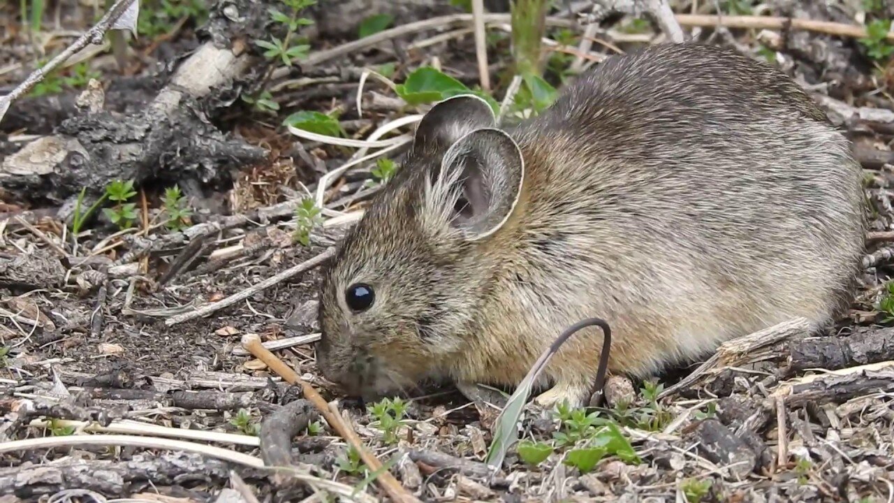 Large-eared pika (Ochotona macrotis)