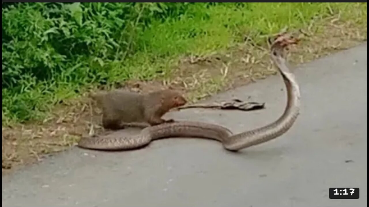 Viral video of Snake and Beeji