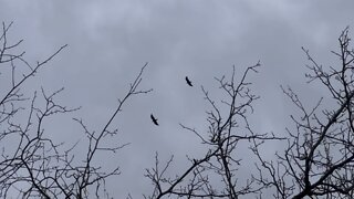 Birds of prey hovering