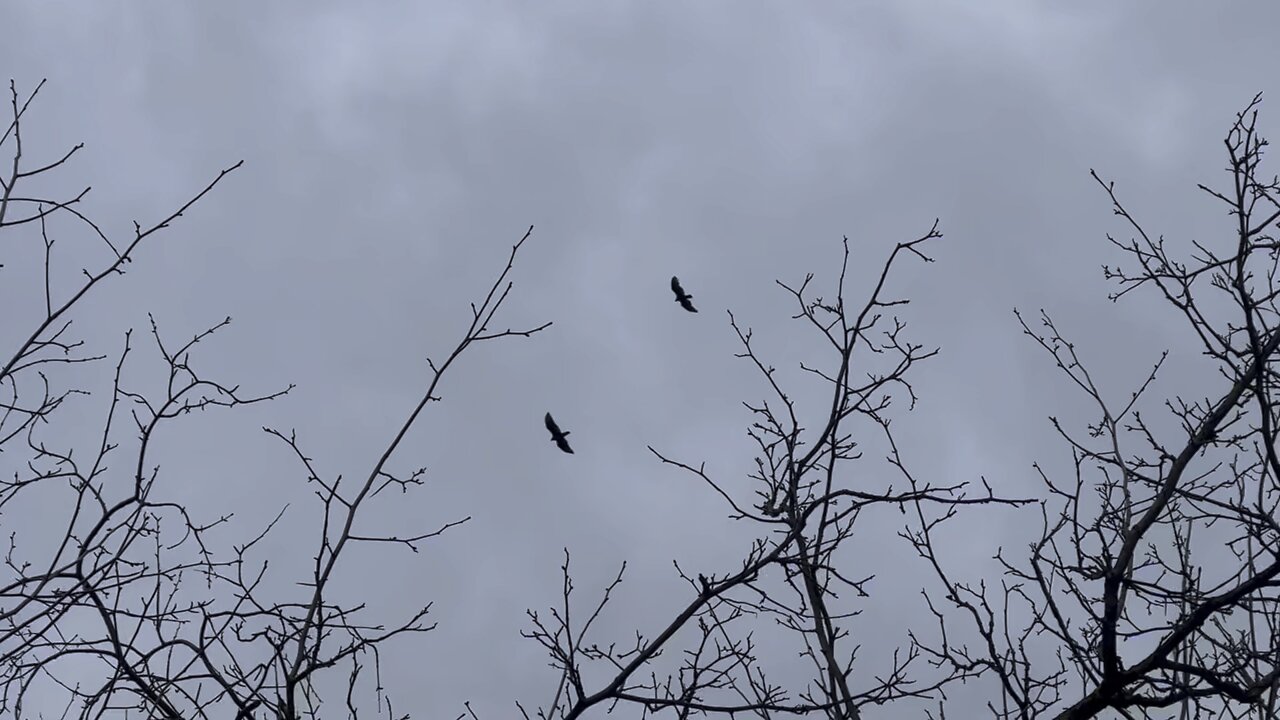 Birds of prey hovering