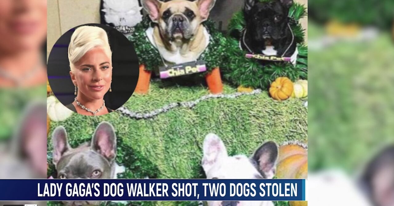 Lady Gaga Offers $500,000 Dollar Reward After Dog Walker Shot, Two Dogs Stolen