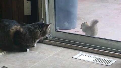 Fuzzy Friends