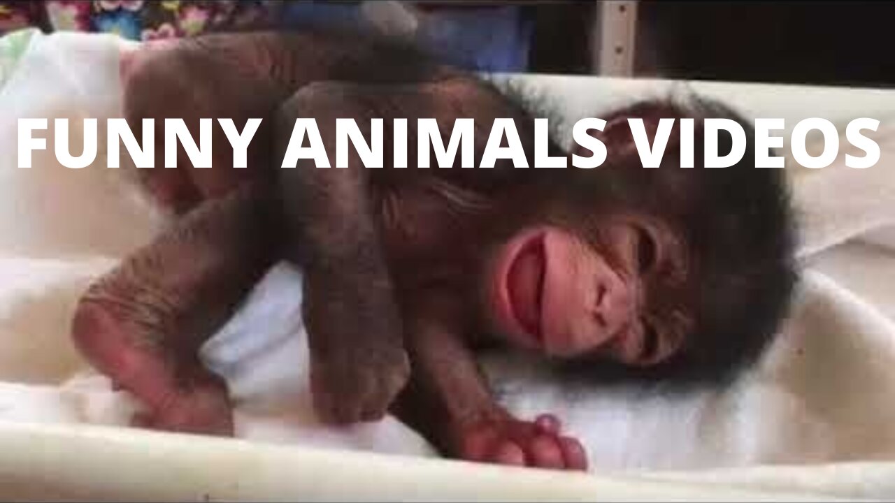 Funny diferrent animals chasing and scaring people 2021-Parte 2