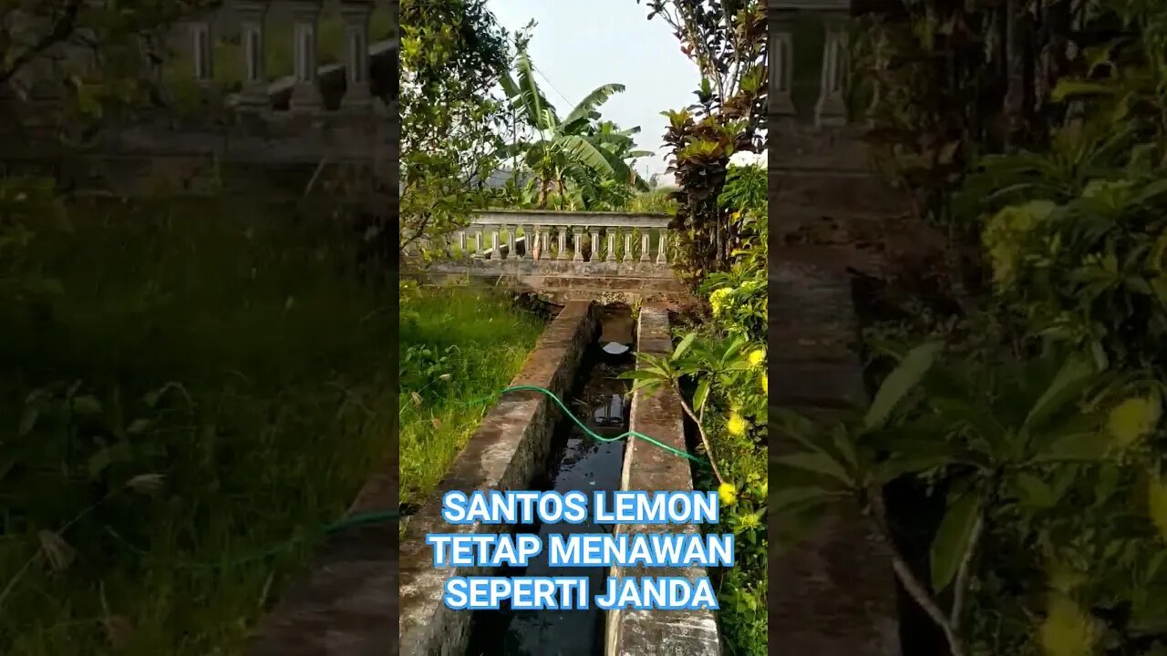 VEGETASI FAVORITNYA TAWON / LEBAH KLANCENG.. BIKIN MADU SEMAKIN MELIMPAH.. #shortvideo#vegetasitawon